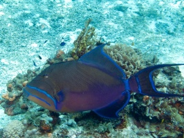 Queen Triggerfish IMG 9206
